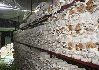 秀珍菇什么品種好？一萬袋秀珍菇要多少成本