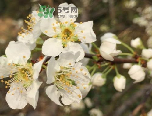 奈李可以放冰箱嗎？奈李怎么保存