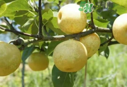 奈李可以放冰箱嗎？奈李怎么保存