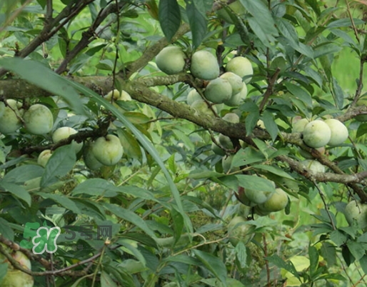 奈李可以放冰箱嗎？奈李怎么保存