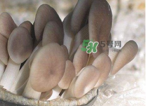 秀珍菇一畝地能種植多少包？秀珍菇如何出菇管理