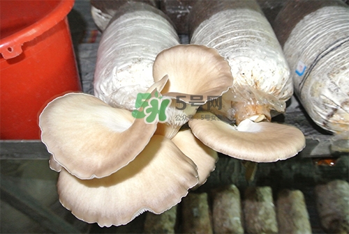 秀珍菇一畝地能種植多少包？秀珍菇如何出菇管理