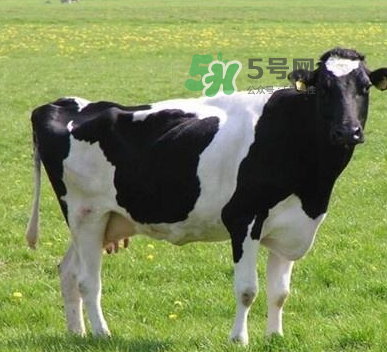 牛初乳哪種比較好？牛初乳哪個品牌的好？