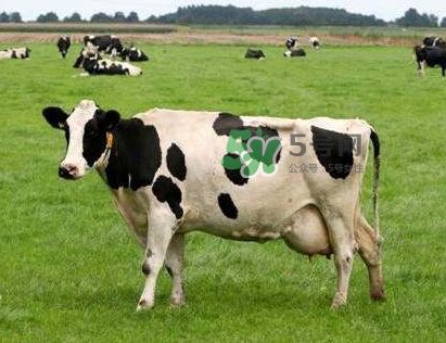 牛初乳哪種比較好？牛初乳哪個品牌的好？