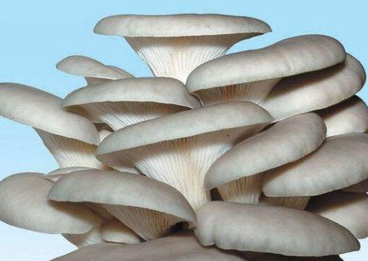 秀珍菇什么品種好？一萬(wàn)袋秀珍菇要多少成本