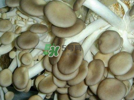 哪些人不能吃秀珍菇？秀珍菇不能和什么同吃？