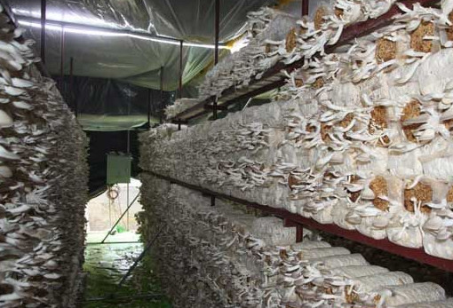 秀珍菇什么品種好？一萬(wàn)袋秀珍菇要多少成本