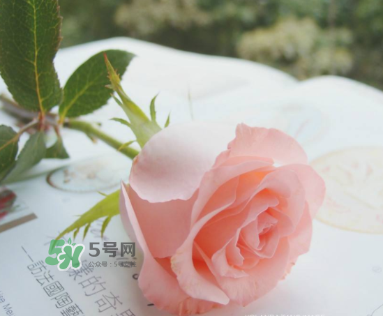 roseonly限量紅粉玫瑰多少錢？有幾朵？
