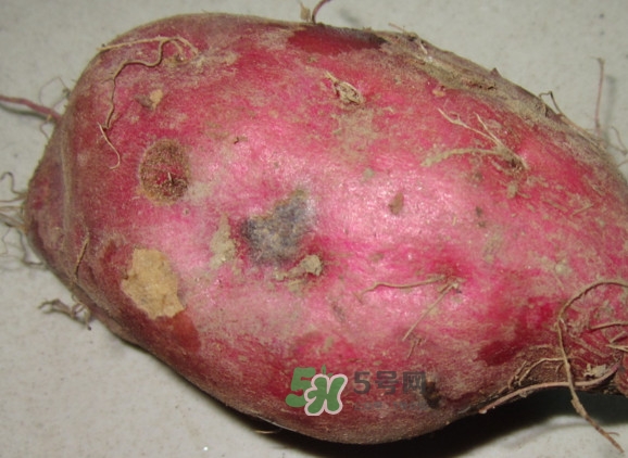 地瓜發(fā)芽能吃嗎？地瓜發(fā)芽了還可以吃嗎