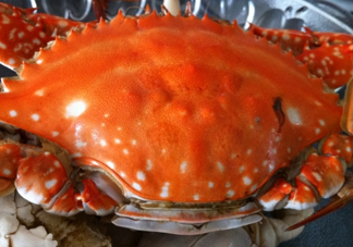 梭子蟹公的好還是母的好？?梭子蟹吃公的還是母的？