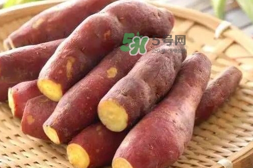 地瓜發(fā)芽能吃嗎？地瓜發(fā)芽了還可以吃嗎