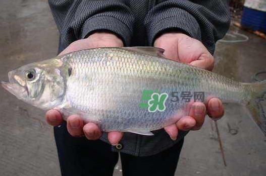 鰣魚什么時(shí)候最好吃？長江鰣魚什么上市