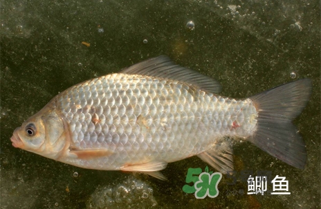 鰣魚和響魚是兩種魚嗎？鰣魚和鯽魚的區(qū)別