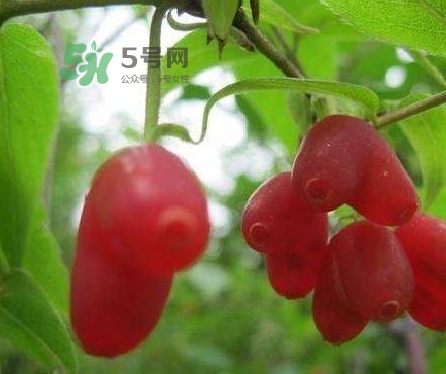 杈杷果多少錢一斤？杈杷果價格表