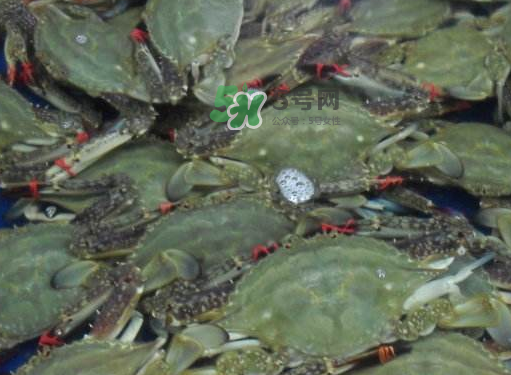 飛蟹可以冷凍嗎？飛蟹能冷凍保存嗎？