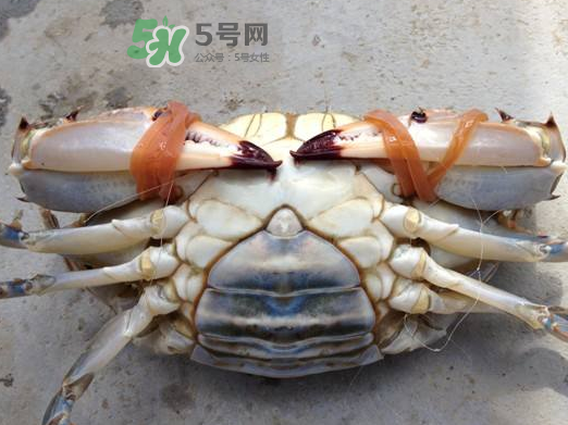 飛蟹可以冷凍嗎？飛蟹能冷凍保存嗎？