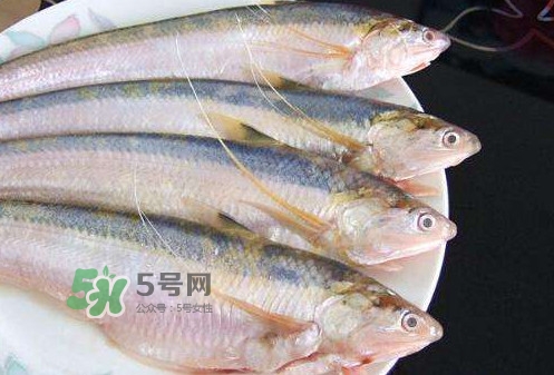 鰣魚(yú)刺多嗎？鰣魚(yú)可以養(yǎng)殖嗎