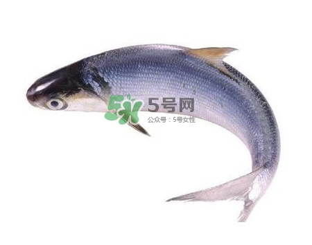 鰣魚(yú)刺多嗎？鰣魚(yú)可以養(yǎng)殖嗎