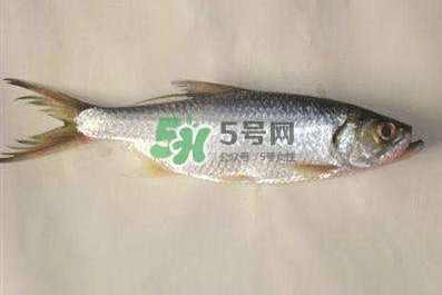 鰣魚怎么做好吃？鰣魚怎么處理