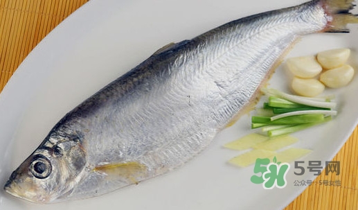 鰣魚和響魚是兩種魚嗎？鰣魚和鯽魚的區(qū)別