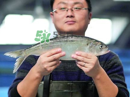 鰣魚與香魚怎么區(qū)分？鰣魚與香魚的區(qū)別