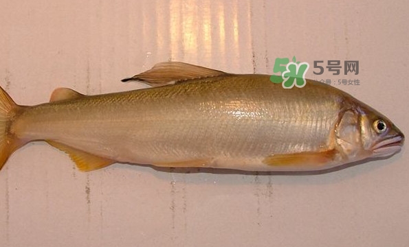 鰣魚與香魚怎么區(qū)分？鰣魚與香魚的區(qū)別