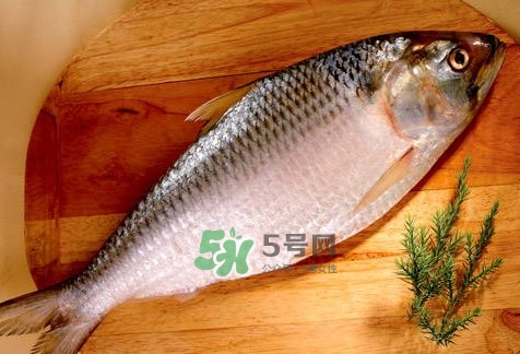 鰣魚怎么做好吃？鰣魚怎么處理