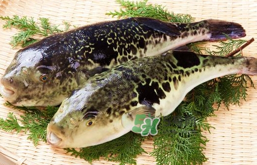 河豚究竟有多好吃？河豚最毒的部位是哪里