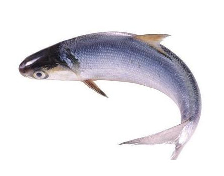 為什么吃清蒸海鰣魚都是半條？鰣魚有什么營養(yǎng)價值
