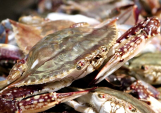 梭子蟹能放多久？梭子蟹能活多久？