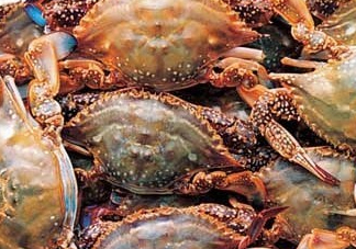 梭子蟹一只大概多重？梭子蟹一斤一般幾只？