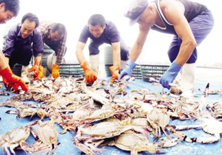 飛蟹多少錢(qián)一斤？飛蟹多少錢(qián)一斤2017？