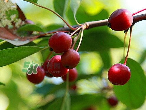 海棠果什么時候成熟？海棠果幾月份成熟