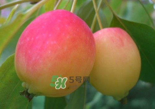 海棠果是不是小蘋果？海棠果和小蘋果的區(qū)別