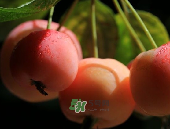 海棠果什么時候成熟？海棠果幾月份成熟