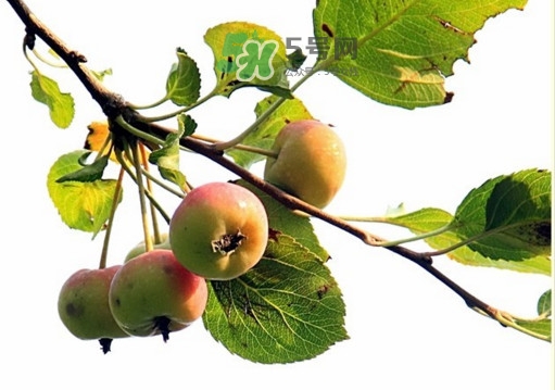 海棠果是不是小蘋果？海棠果和小蘋果的區(qū)別
