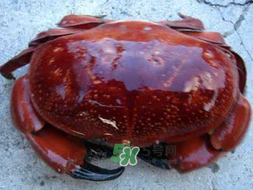 面包蟹可以直接蒸嗎？清蒸面包蟹怎么做？