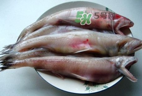 龍頭魚(yú)是什么魚(yú)？龍頭魚(yú)多少錢一斤？