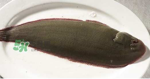 龍利魚多少錢一斤？龍利魚是什么魚