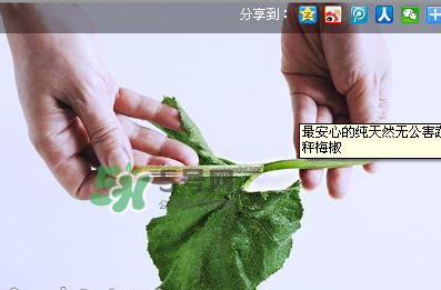 南瓜苗怎么做好吃？南瓜苗怎么撕？