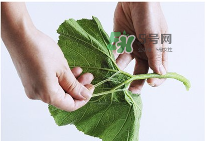 南瓜苗怎么做好吃？南瓜苗怎么撕？