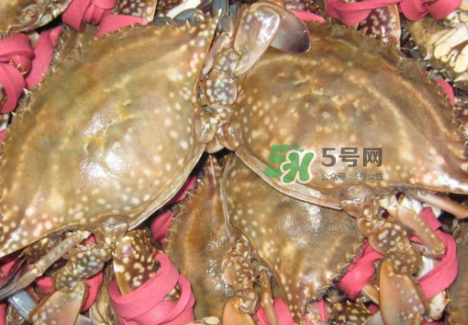 梭子蟹放冷藏還是冷凍？梭子蟹可以放速凍嗎？