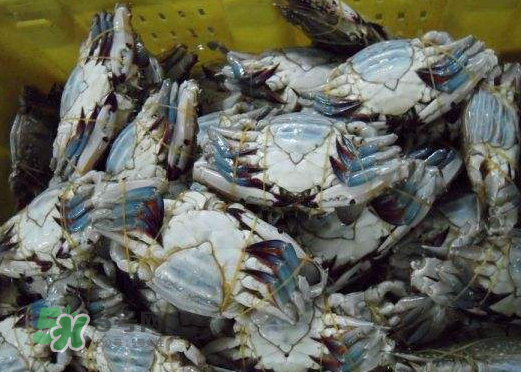 梭子蟹放冷藏能活多久？梭子蟹放冷凍保存多久？