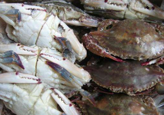 冷凍的梭子蟹能吃嗎？冷凍的梭子蟹怎么做？