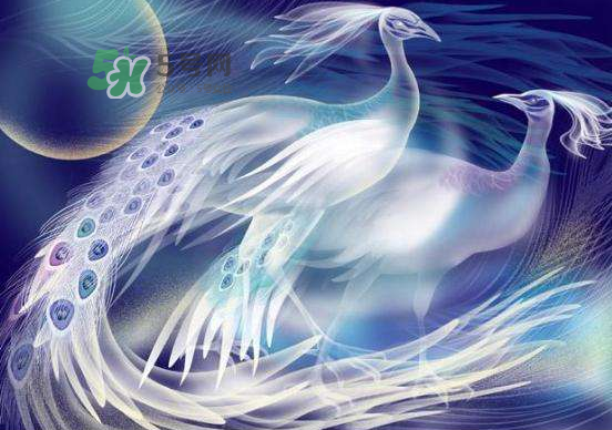 2017七夕會出鳳求凰嗎？2017鳳求凰七夕返場