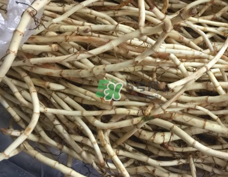 魚腥草干的好還是新鮮的好？干的魚腥草怎么吃最好