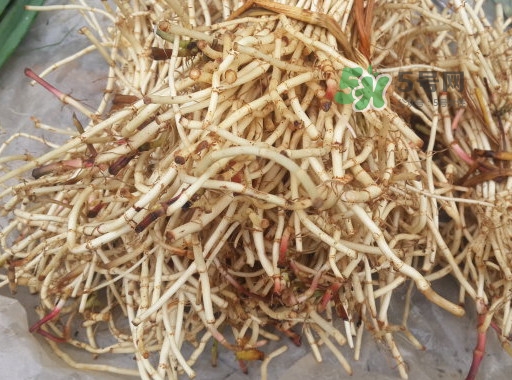 魚(yú)腥草用開(kāi)水泡可以嗎？魚(yú)腥草用量多少克？