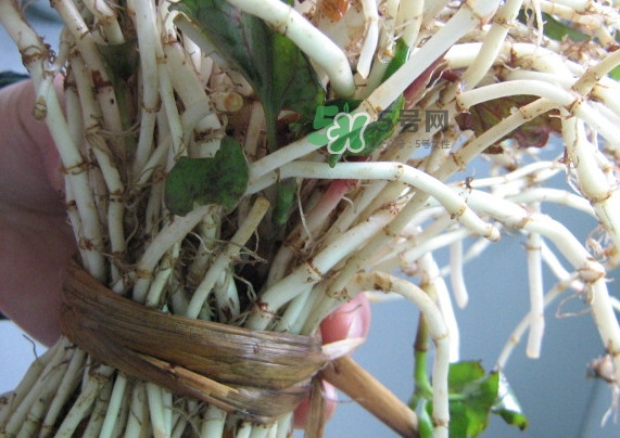 魚腥草干的好還是新鮮的好？干的魚腥草怎么吃最好