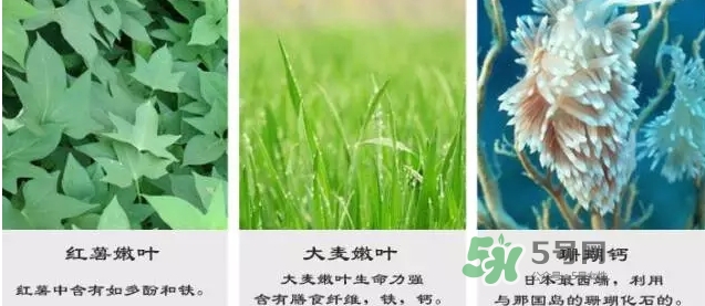 pola青汁效果怎么樣？pola青汁酵素酵素功效