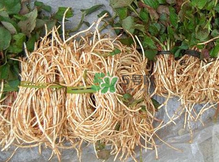 魚(yú)腥草什么季節(jié)有？魚(yú)腥草什么時(shí)候采摘最好